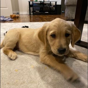 Meet your Posher, Abraham